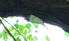 Pyrops watanabei