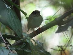 Chiroxiphia linearis
