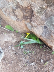 Empodium namaquensis