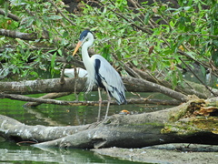 Ardea cocoi