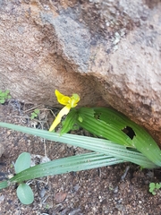 Empodium namaquensis