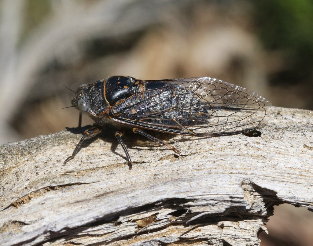 Sagebrush cicada arthropods of rosewood nature study area inaturalist