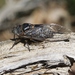 Sagebrush Cicada - Photo (c) James Bailey, some rights reserved (CC BY-NC), uploaded by James Bailey
