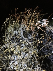 Trimorphodon lyrophanes