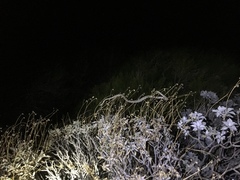 Trimorphodon lyrophanes