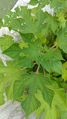 Broussonetia papyrifera