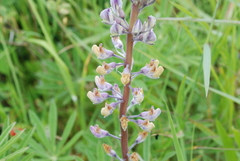 Lupinus oreganus