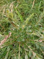 Salix repens
