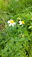 Bidens alba