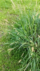 Setaria parviflora