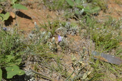 Astragalus skvortsovii