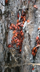 Pyrrhocoris apterus