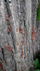 Pyrrhocoris apterus
