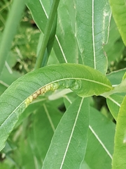 Dasineura kiefferiana
