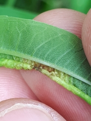 Dasineura kiefferiana