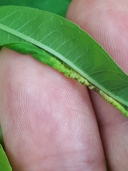 Dasineura kiefferiana
