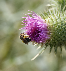 Halictus