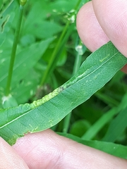 Dasineura kiefferiana