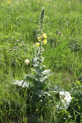 Verbascum spectabile