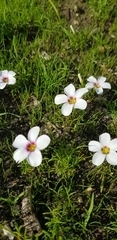 Oxalis pusilla