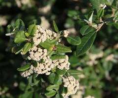 Spyridium globulosum