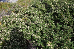 Spyridium globulosum