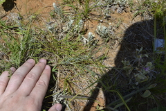 Astragalus skvortsovii