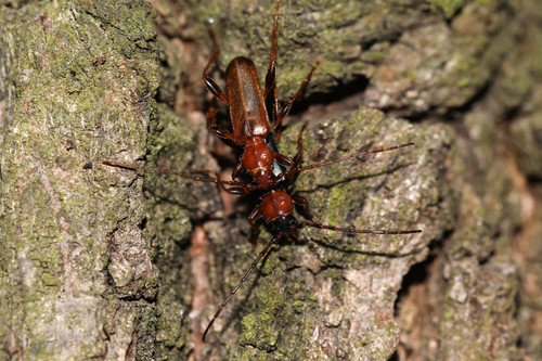 Phymatode variable