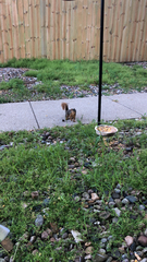 Sciurus niger