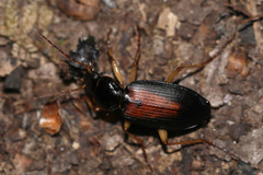 Dolichus halensis