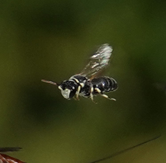 Hylaeus variegatus
