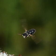 Hylaeus variegatus