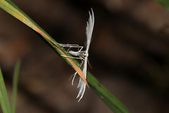 Pterophorus pentadactyla