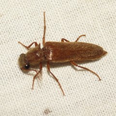 Octinodes