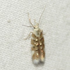 Stagmatophora iridella