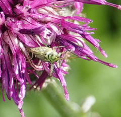 Oncotylus viridiflavus