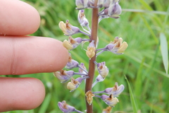 Lupinus oreganus