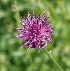 Oncotylus viridiflavus