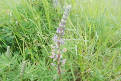 Lupinus oreganus