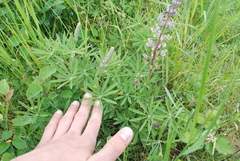 Lupinus oreganus
