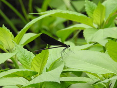 Atrocalopteryx atrata