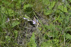 Astragalus skvortsovii