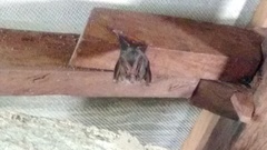 Megaderma