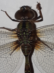 Gynacantha subinterrupta