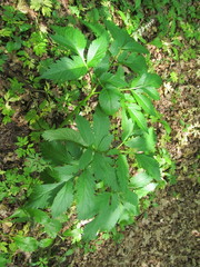 Pleurospermum austriacum