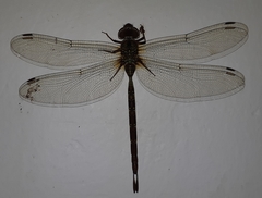 Gynacantha subinterrupta