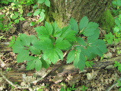 Pleurospermum austriacum