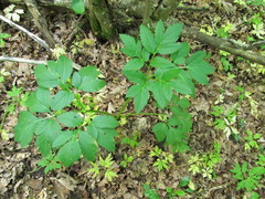 Pleurospermum austriacum