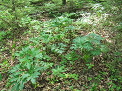 Pleurospermum austriacum