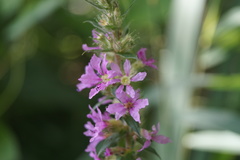 Lythrum salicaria